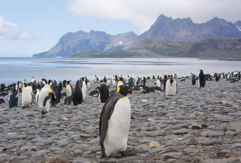 King Penguins On Beach